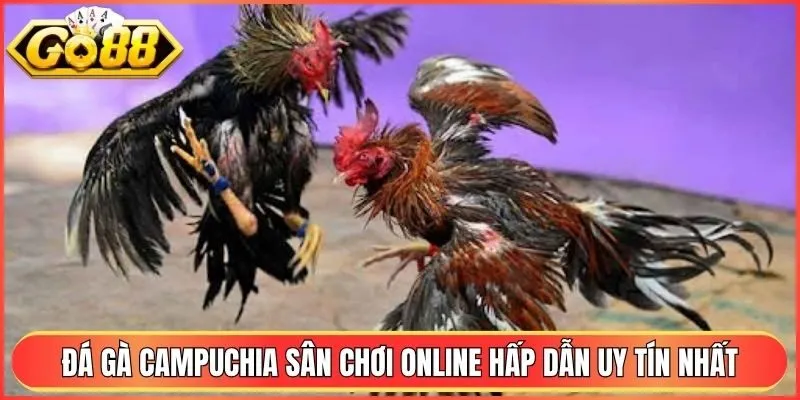 Đá Gà Campuchia - Đấu Trường Online Hấp Dẫn Uy Tín Nhất