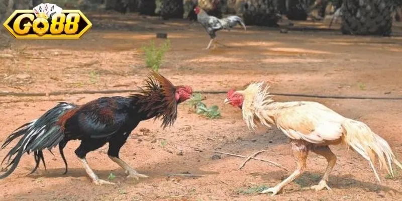 Cách thức phân định thắng và thua trong sới gà