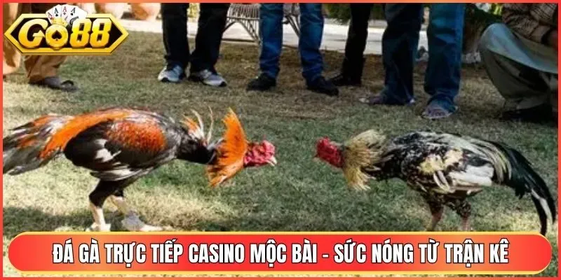 Đá Gà Trực Tiếp Casino Mộc Bài - Sức Nóng Từ Trận Đấu