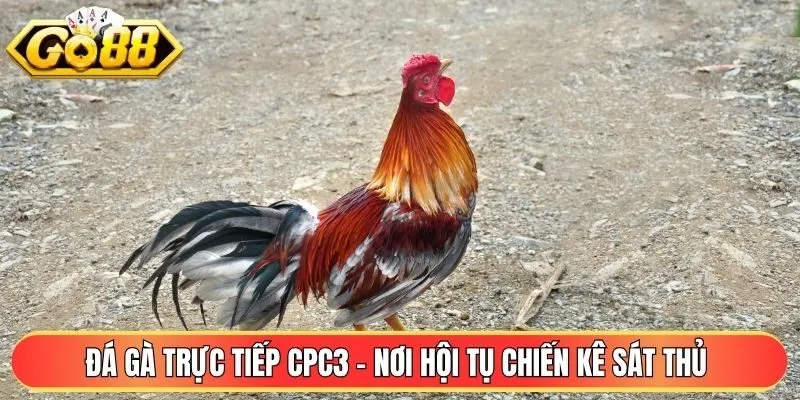 Đá Gà Trực Tiếp CPC3 - Nơi Hội Tụ Chiến Kê Sát Thủ
