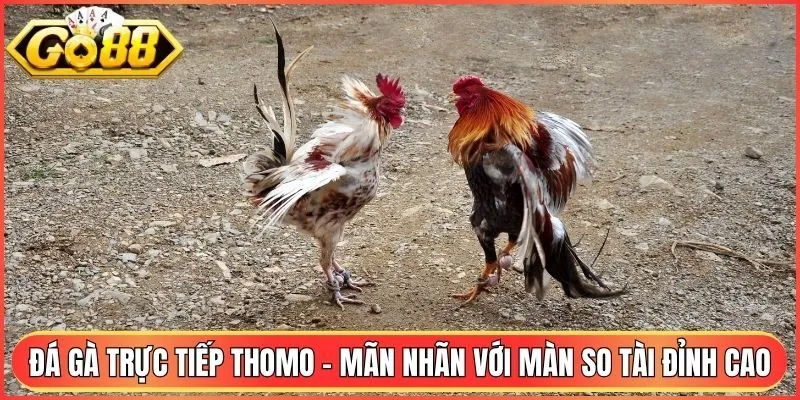 Đá Gà Trực Tiếp Thomo - Mãn Nhãn Với Màn So Tài Đỉnh Cao