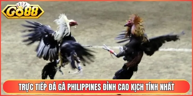 Trực Tiếp Đá Gà Philippines Đỉnh Cao Kịch Tính Nhất 2026